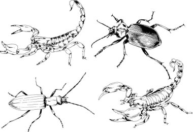 Vektör çizimleri farklı böcekler çizer. Akrepler, mürekkeple çizilen örümcekler, arka planı olmayan nesneler.