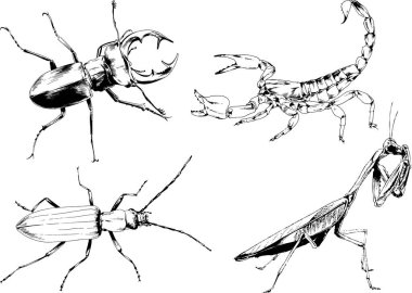 Vektör çizimleri farklı böcekler çizer. Akrepler, mürekkeple çizilen örümcekler, arka planı olmayan nesneler.