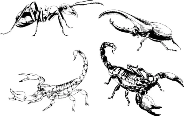 Desenhos Vetoriais Esboços Diferentes Insetos Insetos Escorpiões Aranhas Desenhadas Tinta —  Vetores de Stock