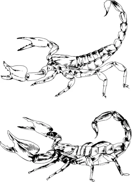 Desenhos Vetoriais Esboços Diferentes Insetos Insetos Escorpiões Aranhas Desenhadas Tinta —  Vetores de Stock