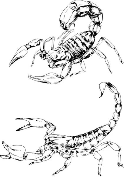 ベクトル図は異なる昆虫のバグをスケッチ手でインクで描かれたスコーピオンクモ 背景のないオブジェクト — ストックベクタ