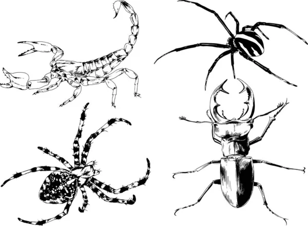 Dibujos Vectoriales Bocetos Insectos Diferentes Insectos Scorpions Arañas Dibujadas Con — Vector de stock