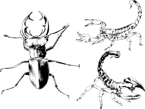 Vektorzeichnungen Skizzieren Verschiedene Insekten Käfer Skorpione Spinnen Mit Tusche Von — Stockvektor