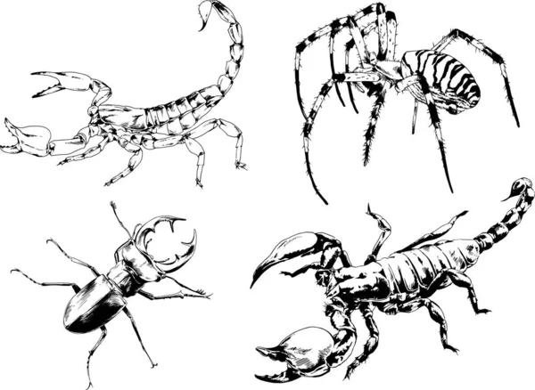 Vektorzeichnungen Skizzieren Verschiedene Insekten Käfer Skorpione Spinnen Mit Tusche Von — Stockvektor