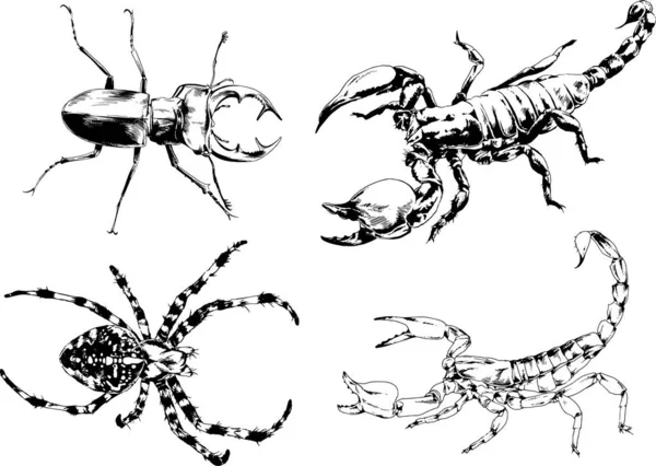 Dibujos Vectoriales Bocetos Insectos Diferentes Insectos Scorpions Arañas Dibujadas Con — Archivo Imágenes Vectoriales