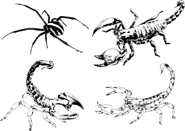 ベクトル図は異なる昆虫のバグをスケッチ手でインクで描かれたスコーピオンクモ 背景のないオブジェクト — ストックベクタ