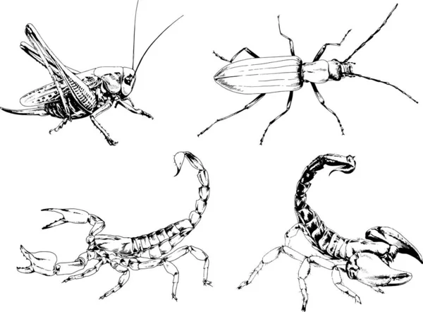 Vektorzeichnungen Skizzieren Verschiedene Insekten Käfer Skorpione Spinnen Mit Tusche Von — Stockvektor