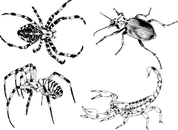 Vektorzeichnungen Skizzieren Verschiedene Insekten Käfer Skorpione Spinnen Mit Tusche Von — Stockvektor