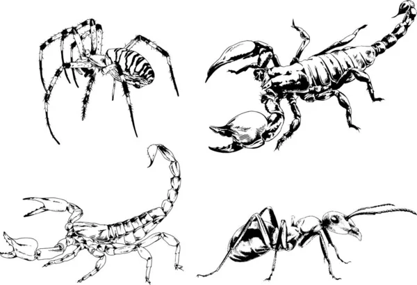 Desenhos Vetoriais Esboços Diferentes Insetos Insetos Escorpiões Aranhas Desenhadas Tinta — Vetor de Stock