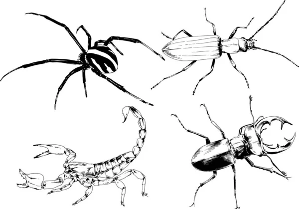 Vektorzeichnungen Skizzieren Verschiedene Insekten Käfer Skorpione Spinnen Mit Tusche Von — Stockvektor