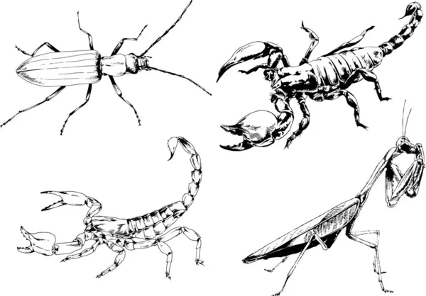 Desenhos Vetoriais Esboços Diferentes Insetos Insetos Escorpiões Aranhas Desenhadas Tinta —  Vetores de Stock