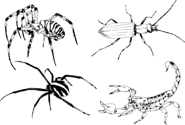 ベクトル図は異なる昆虫のバグをスケッチ手でインクで描かれたスコーピオンクモ 背景のないオブジェクト — ストックベクタ