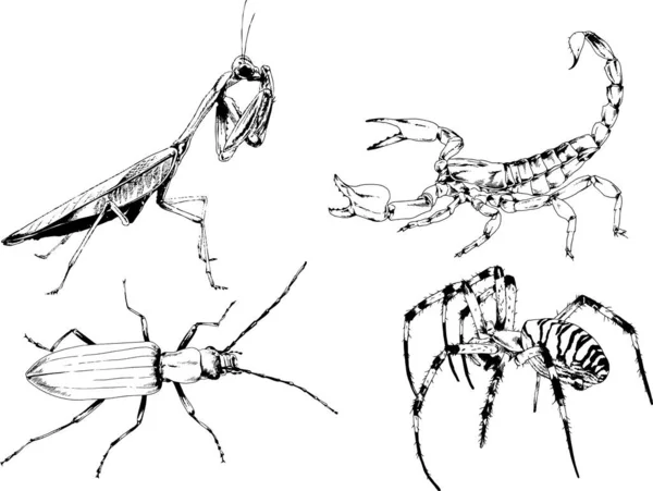 ベクトル図は異なる昆虫のバグをスケッチ手でインクで描かれたスコーピオンクモ 背景のないオブジェクト — ストックベクタ