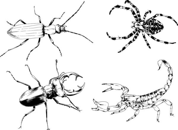 Vektorzeichnungen Skizzieren Verschiedene Insekten Käfer Skorpione Spinnen Mit Tusche Von — Stockvektor