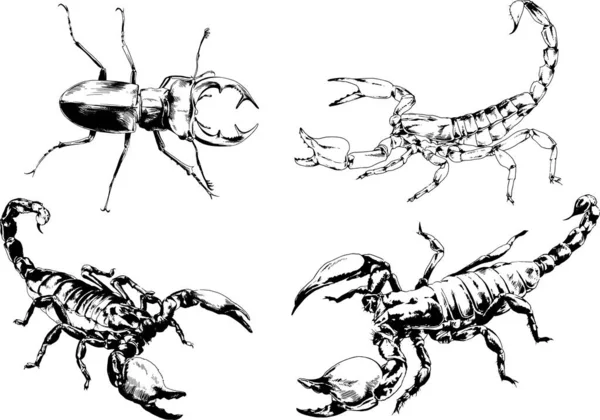 Vector Drawings Sketches Different Insects Bugs Scorpions Spiders Drawn Ink — Stock Vector