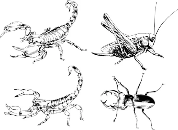 ベクトル図は異なる昆虫のバグをスケッチ手でインクで描かれたスコーピオンクモ 背景のないオブジェクト — ストックベクタ