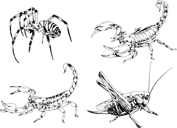 Vector Drawings Sketches Different Insects Bugs Scorpions Spiders Drawn Ink — Stock Vector