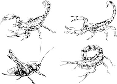 Vektör çizimleri farklı böcekler çizer. Akrepler, mürekkeple çizilen örümcekler, arka planı olmayan nesneler.