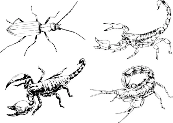 ベクトル図は異なる昆虫のバグをスケッチ手でインクで描かれたスコーピオンクモ 背景のないオブジェクト — ストックベクタ