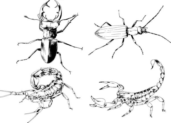 ベクトル図は異なる昆虫のバグをスケッチ手でインクで描かれたスコーピオンクモ 背景のないオブジェクト — ストックベクタ