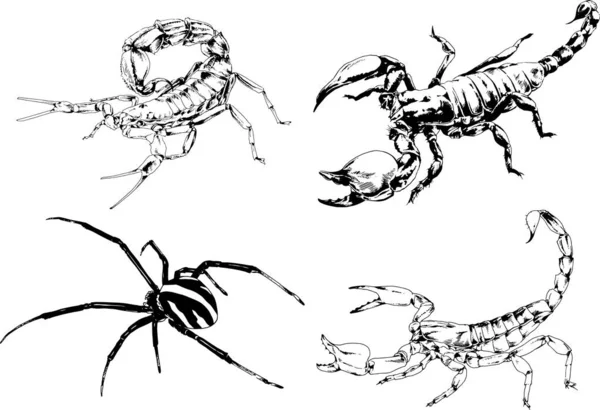 Vectortekeningen Schetst Verschillende Insecten Insecten Schorpioenen Spinnen Met Hand Getekend — Stockvector