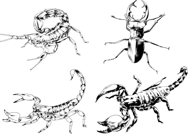 Desenhos Vetoriais Esboços Diferentes Insetos Insetos Escorpiões Aranhas Desenhadas Tinta — Vetor de Stock