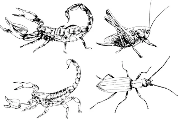 Desenhos Vetoriais Esboços Diferentes Insetos Insetos Escorpiões Aranhas Desenhadas Tinta —  Vetores de Stock