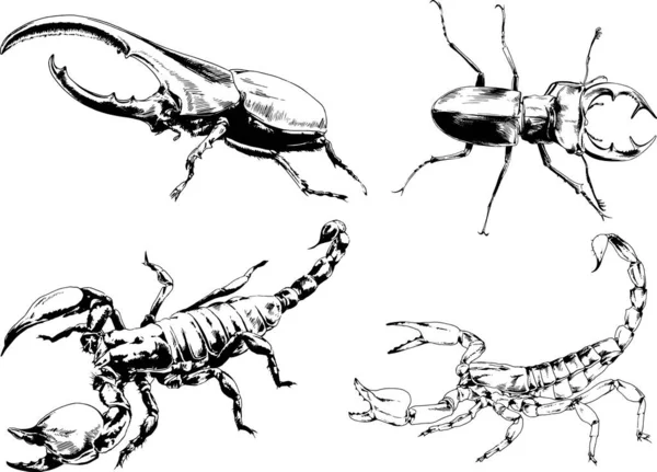 Vectortekeningen Schetst Verschillende Insecten Insecten Schorpioenen Spinnen Met Hand Getekend — Stockvector