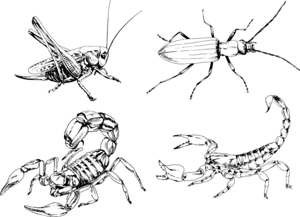 Desenhos Vetoriais Esboços Diferentes Insetos Insetos Escorpiões Aranhas Desenhadas Tinta — Vetor de Stock