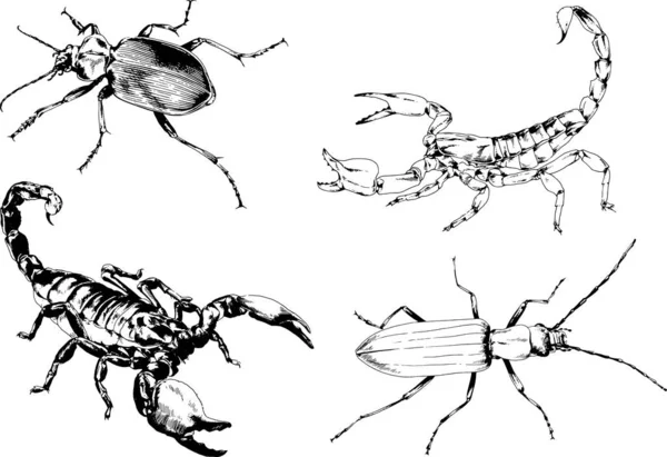 Vektorzeichnungen Skizzieren Verschiedene Insekten Käfer Skorpione Spinnen Mit Tusche Von — Stockvektor