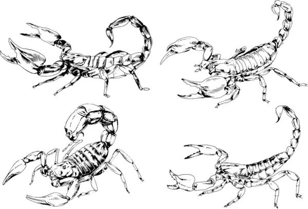 Desenhos Vetoriais Esboços Diferentes Insetos Insetos Escorpiões Aranhas Desenhadas Tinta —  Vetores de Stock