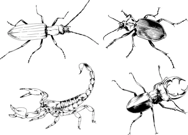 Desenhos Vetoriais Esboços Diferentes Insetos Insetos Escorpiões Aranhas Desenhadas Tinta —  Vetores de Stock