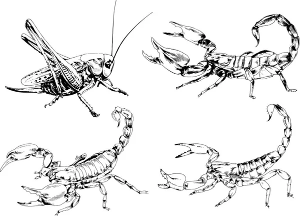 Vektorzeichnungen Skizzieren Verschiedene Insekten Käfer Skorpione Spinnen Mit Tusche Von — Stockvektor