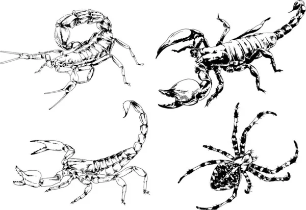 矢量绘图描绘了不同的昆虫昆虫蝎子蜘蛛用墨水手绘 没有背景的物体 — 图库矢量图片