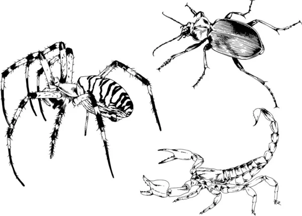 Desenhos Vetoriais Esboços Diferentes Insetos Insetos Escorpiões Aranhas Desenhadas Tinta —  Vetores de Stock