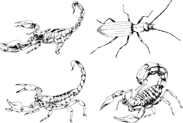 Dibujos Vectoriales Bocetos Insectos Diferentes Insectos Scorpions Arañas Dibujadas Con — Archivo Imágenes Vectoriales