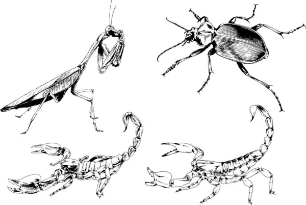 Desenhos Vetoriais Esboços Diferentes Insetos Insetos Escorpiões Aranhas Desenhadas Tinta —  Vetores de Stock