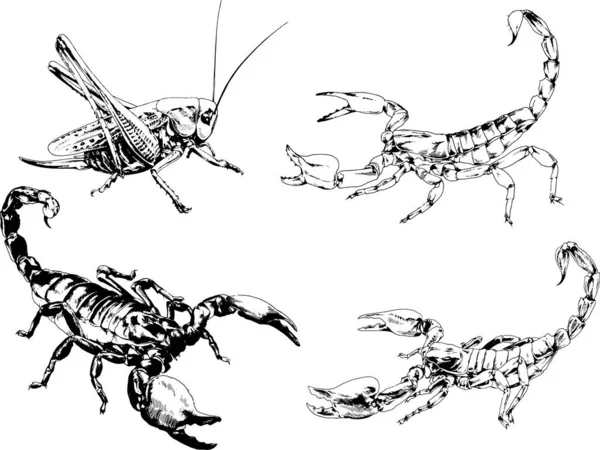 Vector Drawings Sketches Different Insects Bugs Scorpions Spiders Drawn Ink — Stock Vector