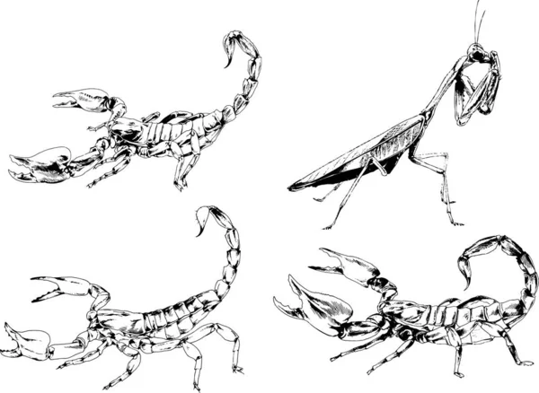 Vector Drawings Sketches Different Insects Bugs Scorpions Spiders Drawn Ink — Stock Vector