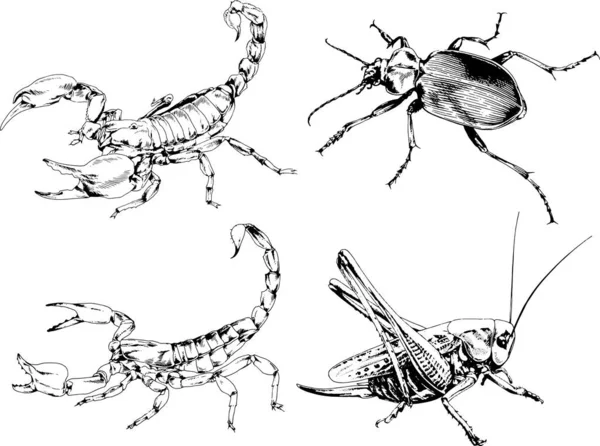 Disegni Vettoriali Schizzi Insetti Diversi Insetti Ragni Scorpioni Disegnati Mano — Vettoriale Stock