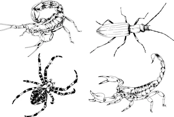 Dibujos Vectoriales Bocetos Insectos Diferentes Insectos Scorpions Arañas Dibujadas Con — Vector de stock