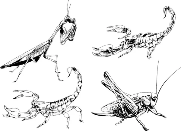 Desenhos Vetoriais Esboços Diferentes Insetos Insetos Escorpiões Aranhas Desenhadas Tinta —  Vetores de Stock