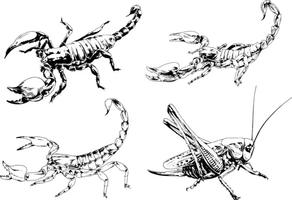 Vector Drawings Sketches Different Insects Bugs Scorpions Spiders Drawn Ink — Stock Vector