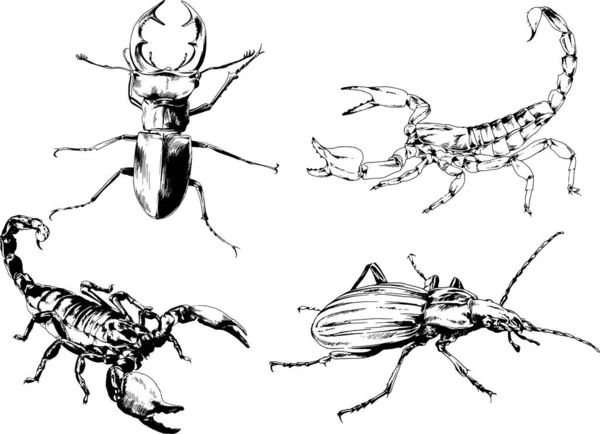 Desenhos Vetoriais Esboços Diferentes Insetos Insetos Escorpiões Aranhas Desenhadas Tinta —  Vetores de Stock