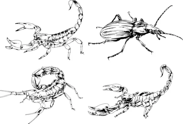 Vektorzeichnungen Skizzieren Verschiedene Insekten Käfer Skorpione Spinnen Mit Tusche Von — Stockvektor