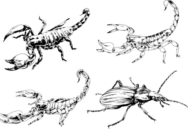 Gambar Vektor Sketsa Serangga Yang Berbeda Kalajengking Serangga Laba Laba - Stok Vektor