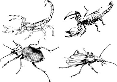 Vektör çizimleri farklı böcekler çizer. Akrepler, mürekkeple çizilen örümcekler, arka planı olmayan nesneler.