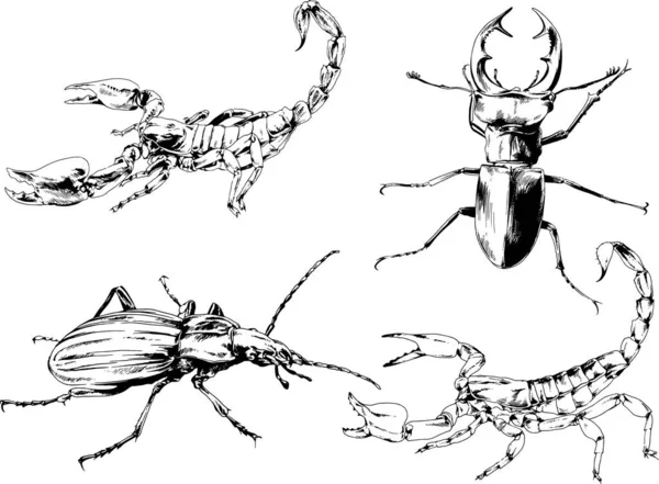 Dessins Vectoriels Esquisse Différents Insectes Insectes Scorpions Araignées Dessinées Encre — Image vectorielle