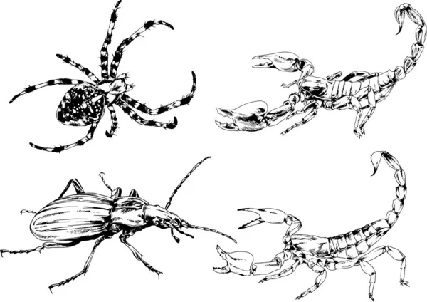 Desenhos Vetoriais Esboços Diferentes Insetos Insetos Escorpiões Aranhas Desenhadas Tinta —  Vetores de Stock