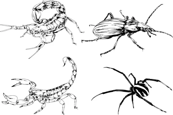 Vectortekeningen Schetst Verschillende Insecten Insecten Schorpioenen Spinnen Met Hand Getekend — Stockvector